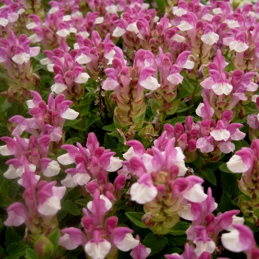 Scutellaria alpina 'Arco-Baleno'